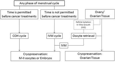 Immature Oocyte for Fertility Preservation